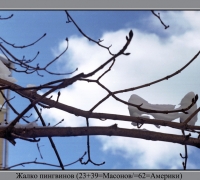 583 Жалко пингвинов.jpg