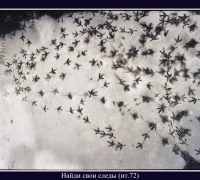 637 Найди свои следы.jpg