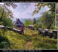 867 Пчёлы зовут.jpg