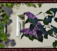 980 Сирень 1.jpg