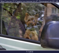 1439 Моя сука 1.jpg