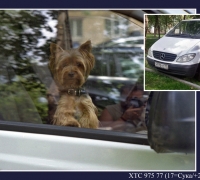 1440 Моя сука 2.jpg