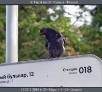 1782 Я такой 1.jpg