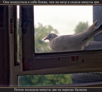 1790 Голубка 2.jpg