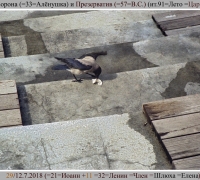 1971  Ворона и презер.jpg