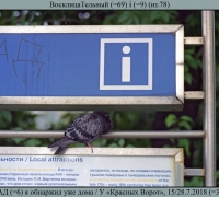 2019 Восклицательный.jpg