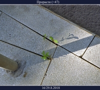 2490  Прорасти.jpg