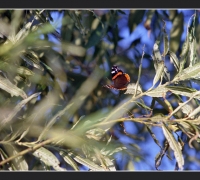 2565 В полёт 4.jpg